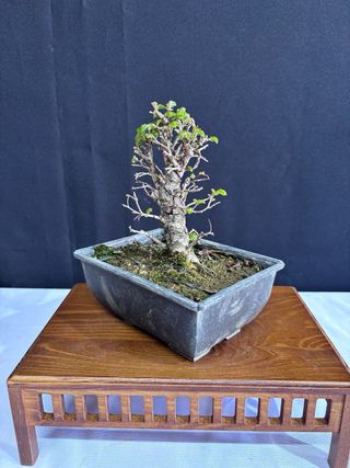 Bonsái Zelkova Nire