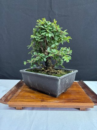 Bonsái Zelkova Nire