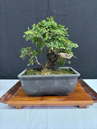 Bonsái Zelkova Nire