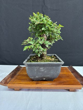 Bonsái Zelkova Nire