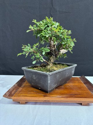 Bonsái Zelkova Nire