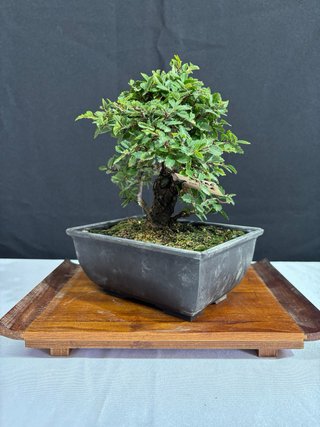 Bonsái Zelkova Nire