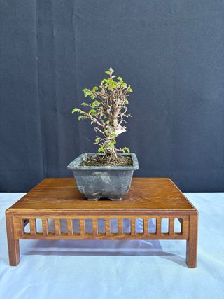 Bonsai Zelkova Nire