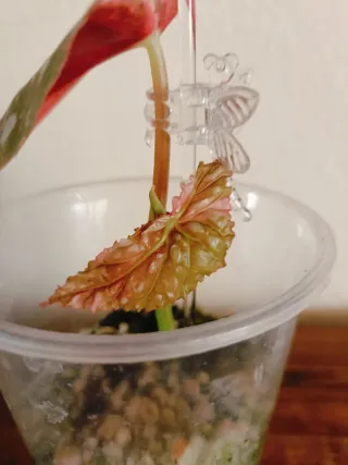 Begonia Maculata Variegada Pink