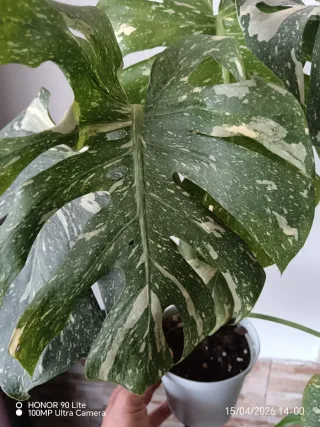 Monstera Thai Constellation Pianta