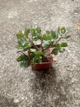 Pianta succulenta in vaso