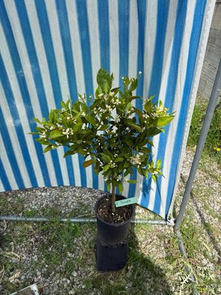 Dekopon (Sumo Citrus)