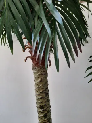 2 Palmeras Artificiales Decorativas