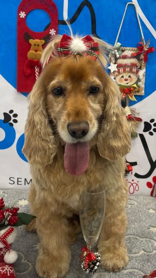Peluquería canina y felina