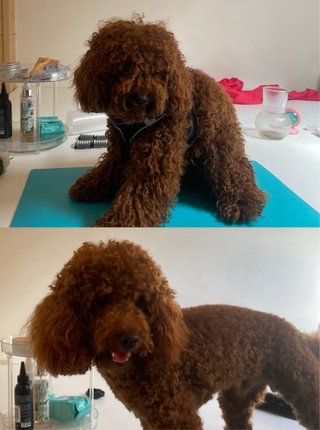 Peluquería canina y felina