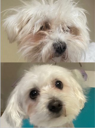 Peluquería canina y felina