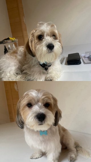 Peluquería canina y felina