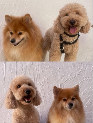 Peluquería canina y felina Ig: @paulaspethome
