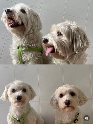 Peluquería canina y felina Ig: @paulaspethome