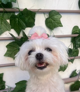 Peluquería canina y felina Ig: @paulaspethome