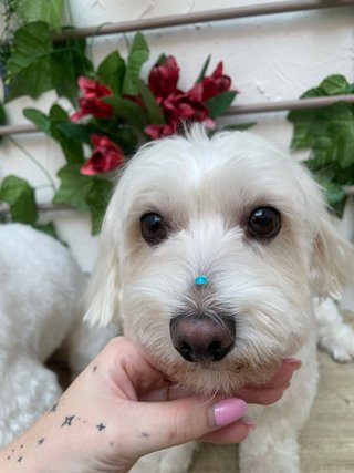 Peluquería canina y felina Ig: @paulaspethome