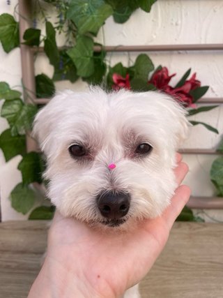 Peluquería canina y felina Ig: @paulaspethome