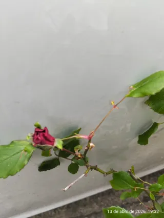 Rosal trepador en maceta