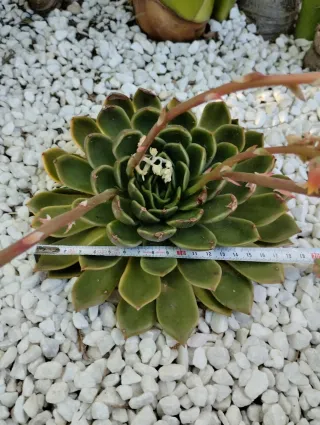 Echeveria gilva 20cm