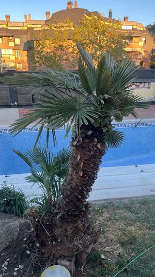 Palmera natural para plantar