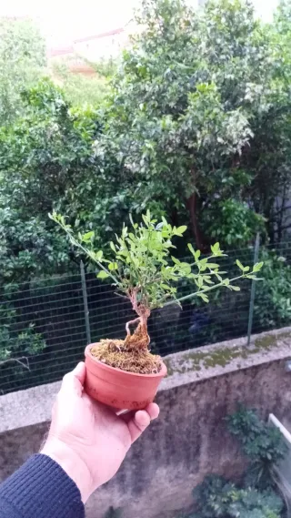 Mini bonsai gelsomino