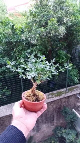 Mini bonsai gelsomino