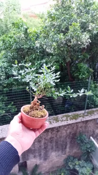 Mini bonsai gelsomino