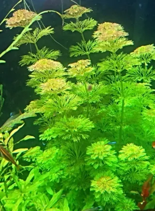 Ambulias para acuario