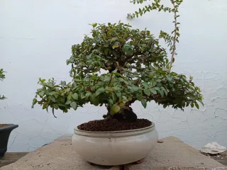 Mirto bonsai