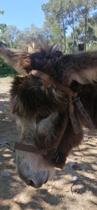 Cabezada para burro moruno