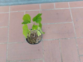 Pianta gelso nero in vaso 10 bonsai prebonsai h20