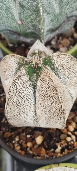 Cactus Astrophytum Onzuka