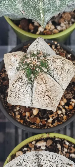 Cactus Astrophytum Onzuka