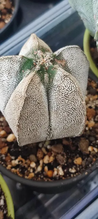 Cactus Astrophytum Onzuka