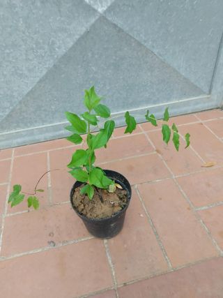 Pianta Philadelphus Belle Etoile H 20cm Vaso 14