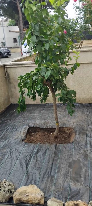 jardinero profesional  mocha experiencia