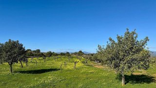 Terreno en venta en Algaida