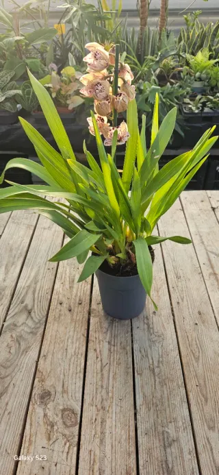 Orquídea Cymbidium
