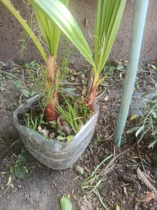 Planta natural