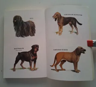 Mi Amigo El Perro/ My Friend the Dog: Conocerlo...