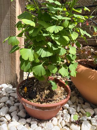 Bonsái Ginkgo Biloba