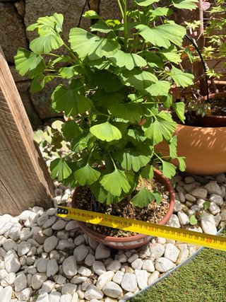 Bonsái Ginkgo Biloba