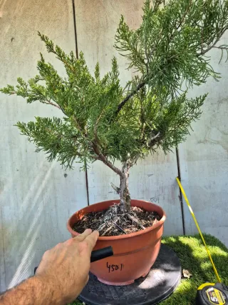 Junípero Mint Julep 4501