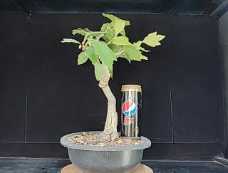 Pre bonsai Plátano occidental OFERTA ESPECIAL