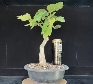 Pre bonsai Plátano occidental OFERTA ESPECIAL
