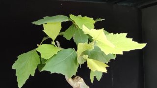 Pre bonsai Plátano occidental OFERTA ESPECIAL