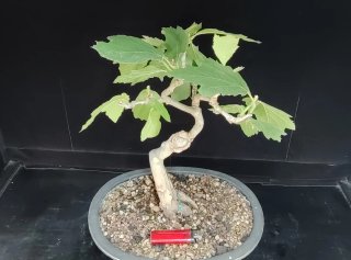 Pre bonsai Plátano occidental OFERTA ESPECIAL