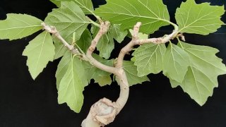 Pre bonsai Plátano occidental OFERTA ESPECIAL