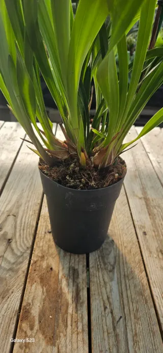 Orquídea Cymbidium perfumada