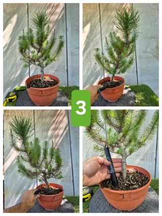 Pino Piñonero (Pinus Pinea)  hay  varios para eleg